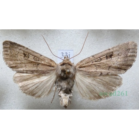 Graphiphora augur (Fabricius, 1775) Rolnica wróżebnica Czech33j